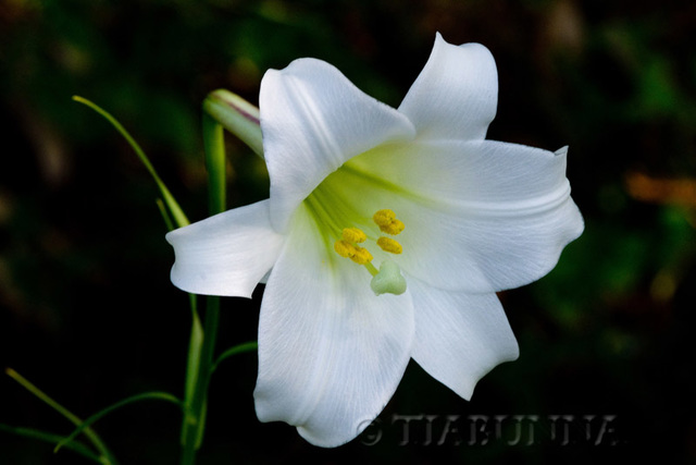 Taiwan Lily