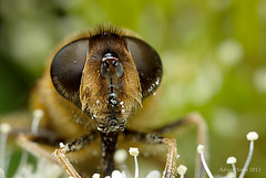 Drone Fly (Eristalis sp.)