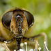 Drone Fly (Eristalis sp.)