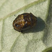 Patio Life: 14-spot Ladybird Larva