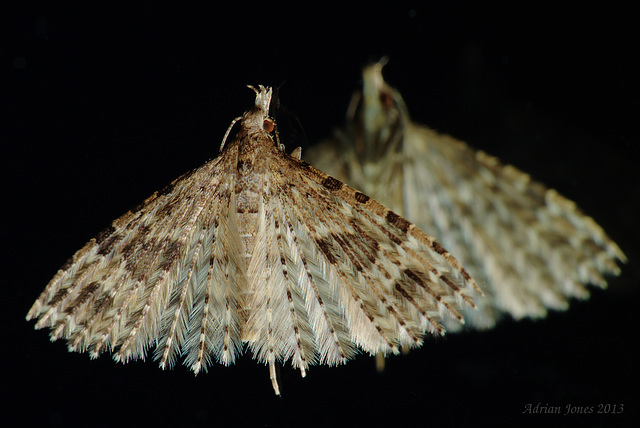 Twenty Plume Moth