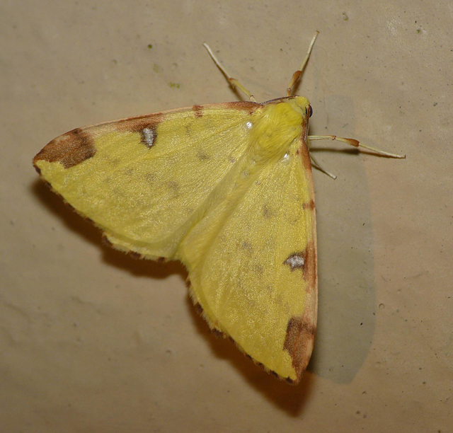 Brimstone Moth