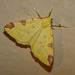 Brimstone Moth