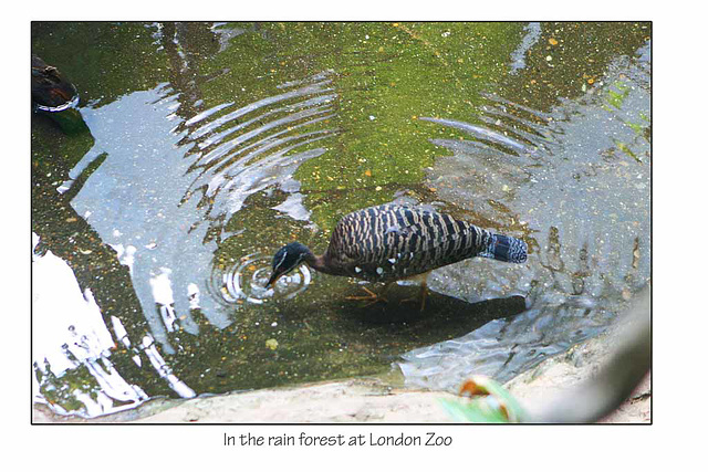 Rain forest bird  - London Zoo - 21.8.2008