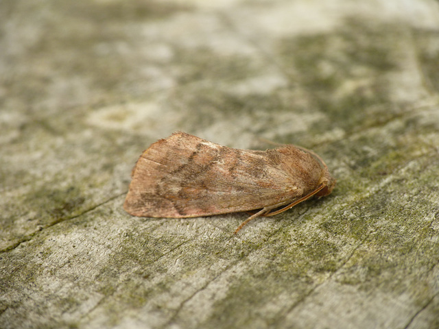 Lunar-spotted Pinion