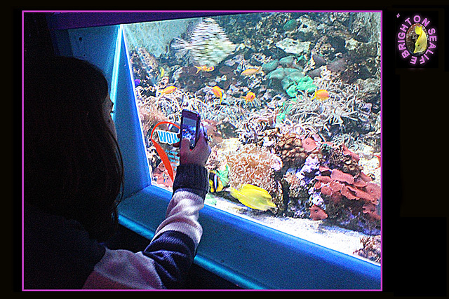 Bek & fish - Brighton Sealife - 9.2.2013