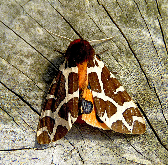 Garden Tiger