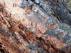 Ponderosa Pine Bark Texture