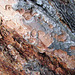 Ponderosa Pine Bark Texture
