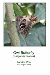 Owl butterfly - London Zoo - 21.8.2008