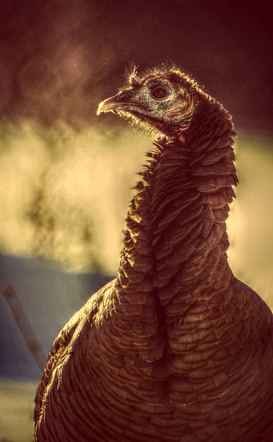 the noble turkey