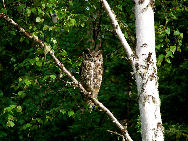 I caught the owl!