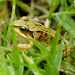 Small Common Toad