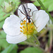 Robber Fly on Strawberry Blossom