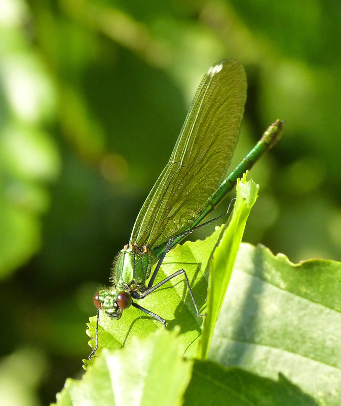 Calopterygidae sp.