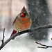It snowed 28-12-12 Cardinal (f)