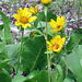 ef-yellowflowers