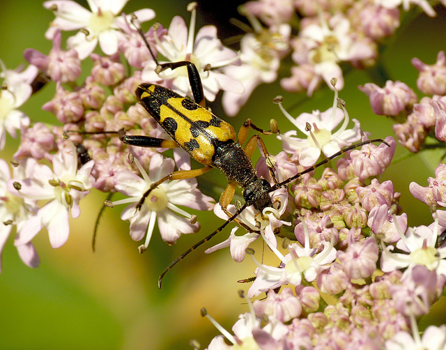 Longhorn Beetle