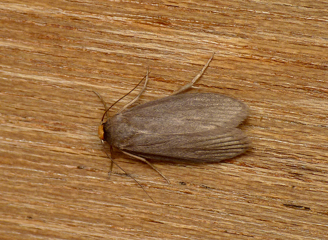 Lesser Wax Moth