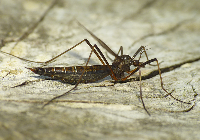 Patio Life: Cranefly