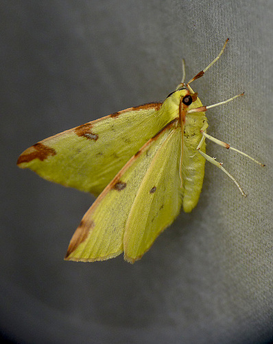 Brimstone Moth