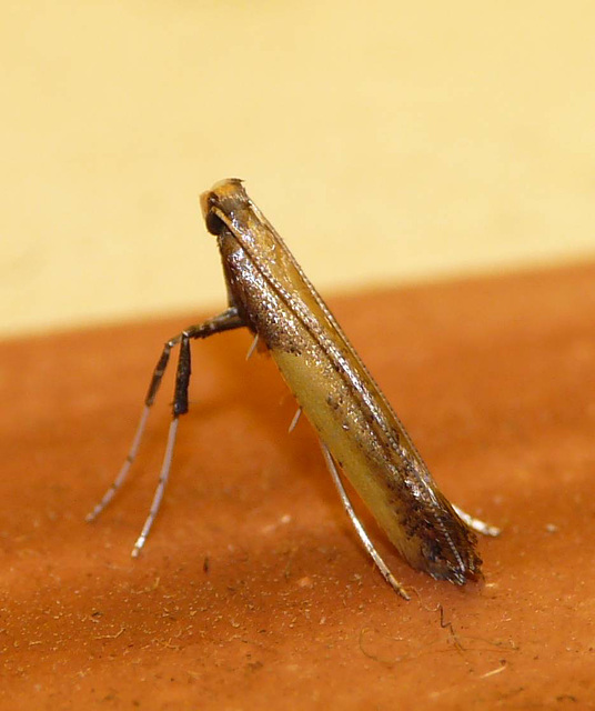 Azalea Leaf Miner -Top