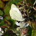 Large White Butterfly