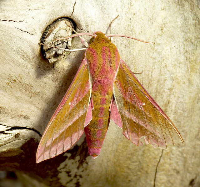 Elephant Hawk-moth