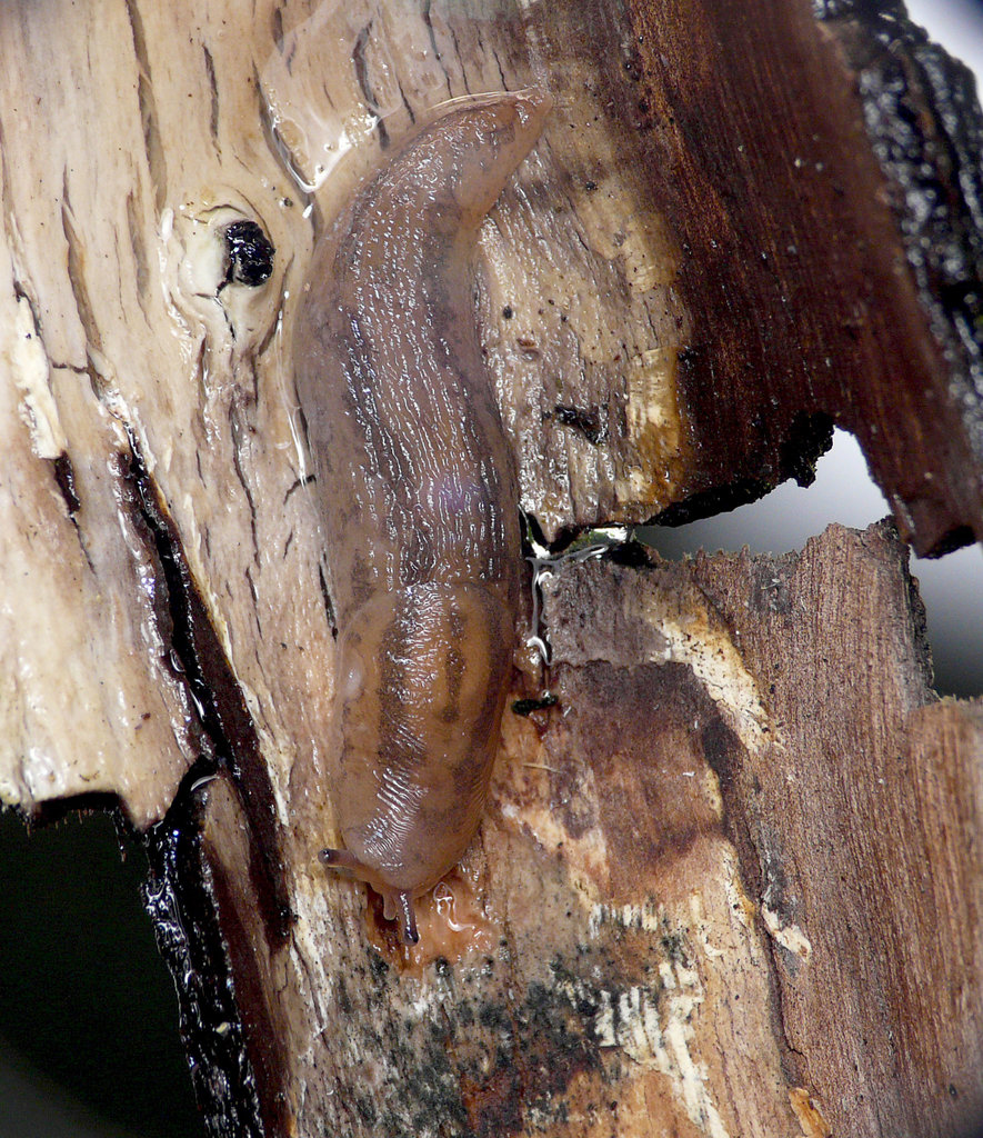 Patio Life: Slug