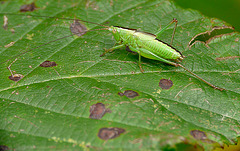 Long-winged Conehead Nymph