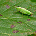 Long-winged Conehead Nymph