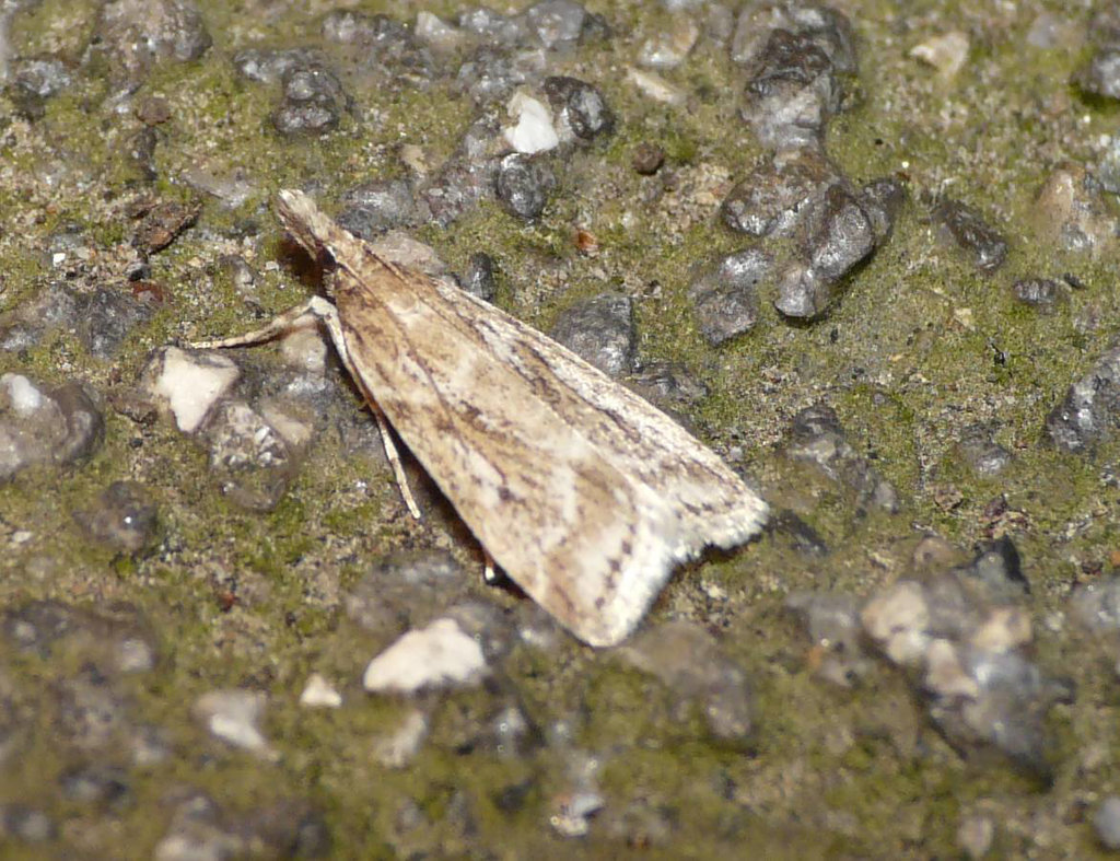 Eudonia pallida