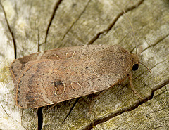 Lesser Yellow Underwing