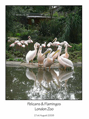 Pelicans & Flamingos