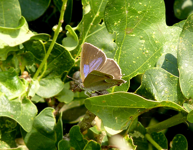 Purple Hairstreak