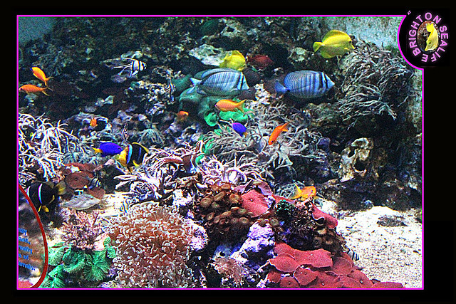 Corals & Fish 3 - Brighton Sealife - 9.2.2013