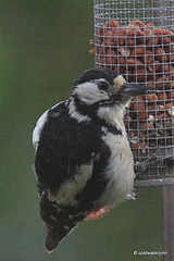 One very fat little juvenile woodpecker!