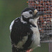 One very fat little juvenile woodpecker!