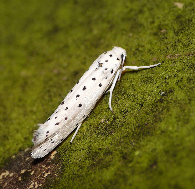 Yponomeuta cagnagella - Spindle Ermine