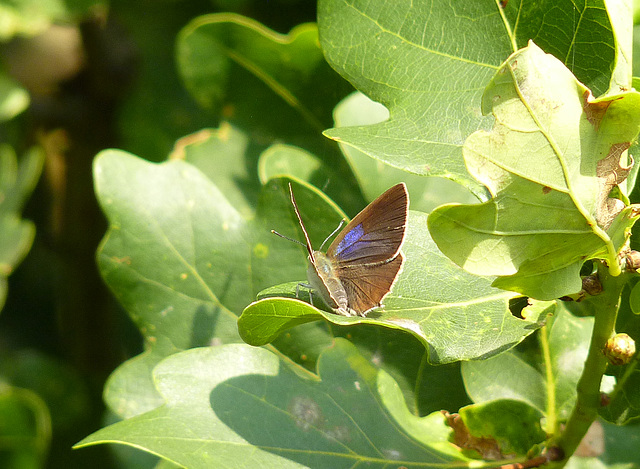 Purple Hairstreak Basking