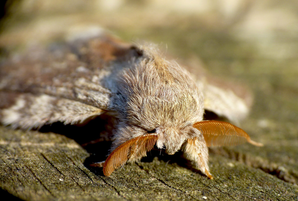 Disabled Elderly Moth