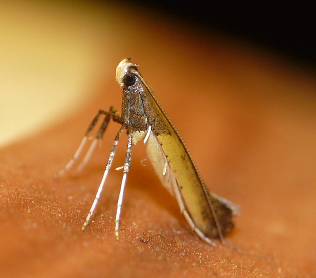 Azalea Leaf Miner -Side