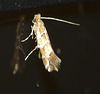 Horse Chestnut Leaf Miner