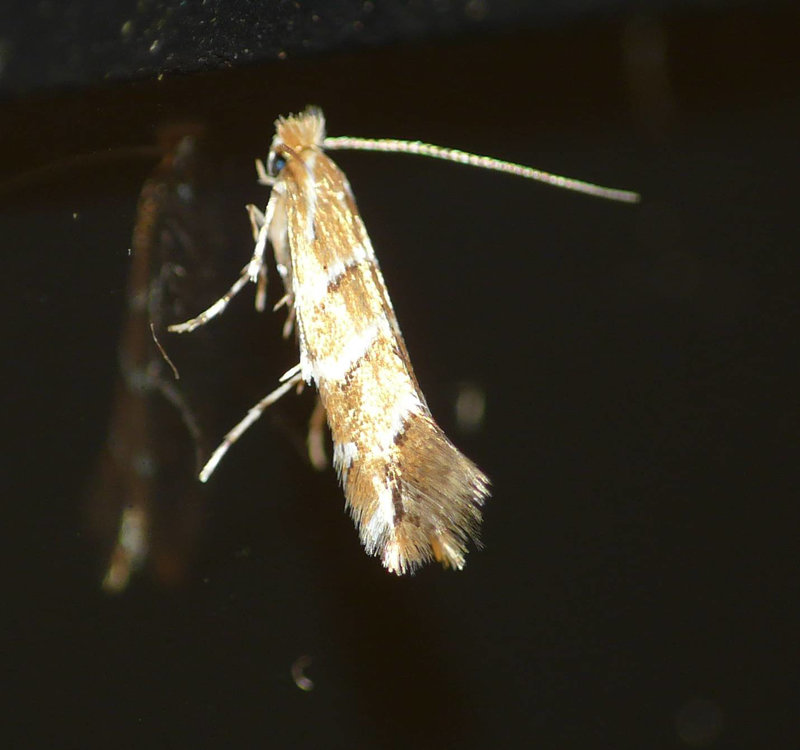Horse Chestnut Leaf Miner