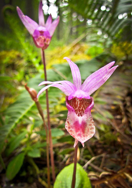 Westertn Fairy Slipper Orchids along the Applegate River, Southern Oregon