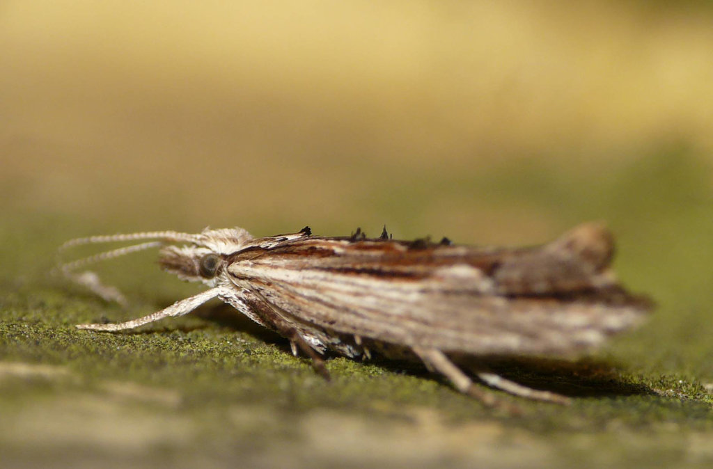 Ypsolopha Scabrella