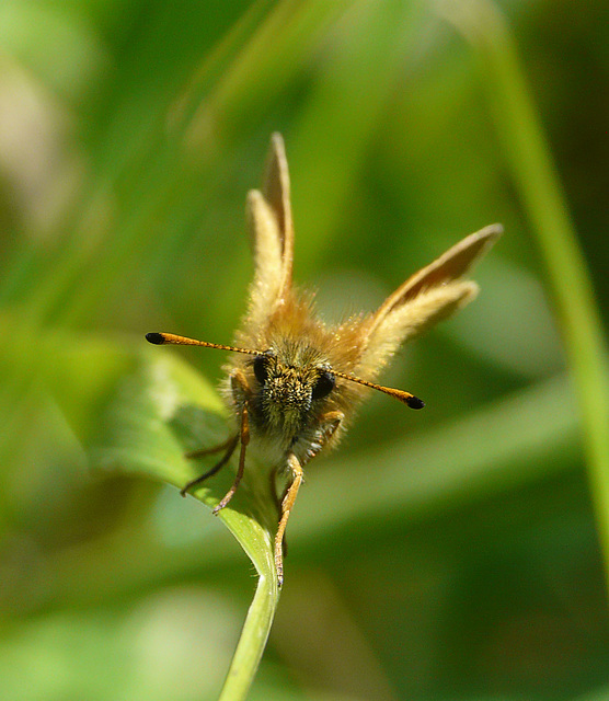 Essex Skipper