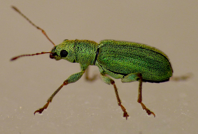 Green Weevil Pachyrhinus lethierrei