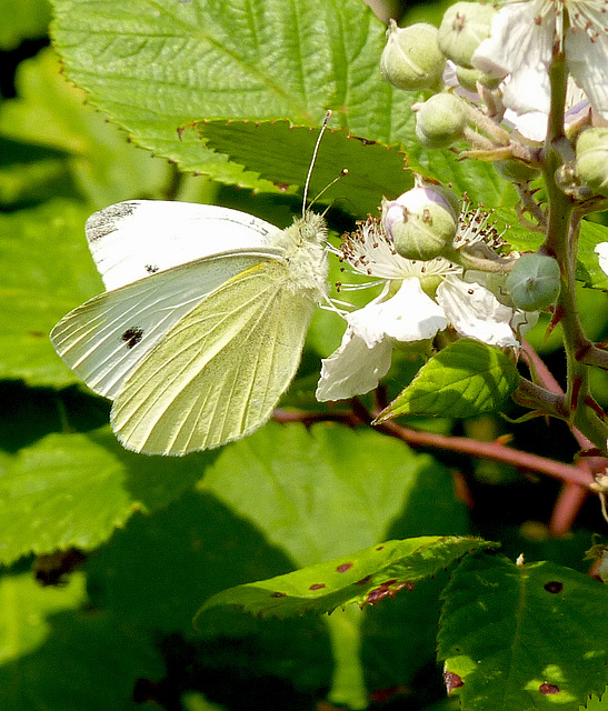 Large White