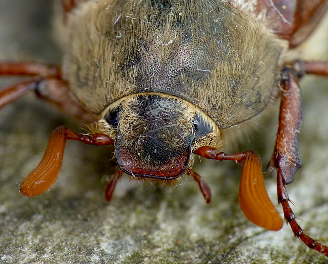 Cockchafer Beetle Face